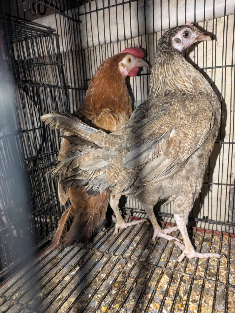 HENS MISRI 1