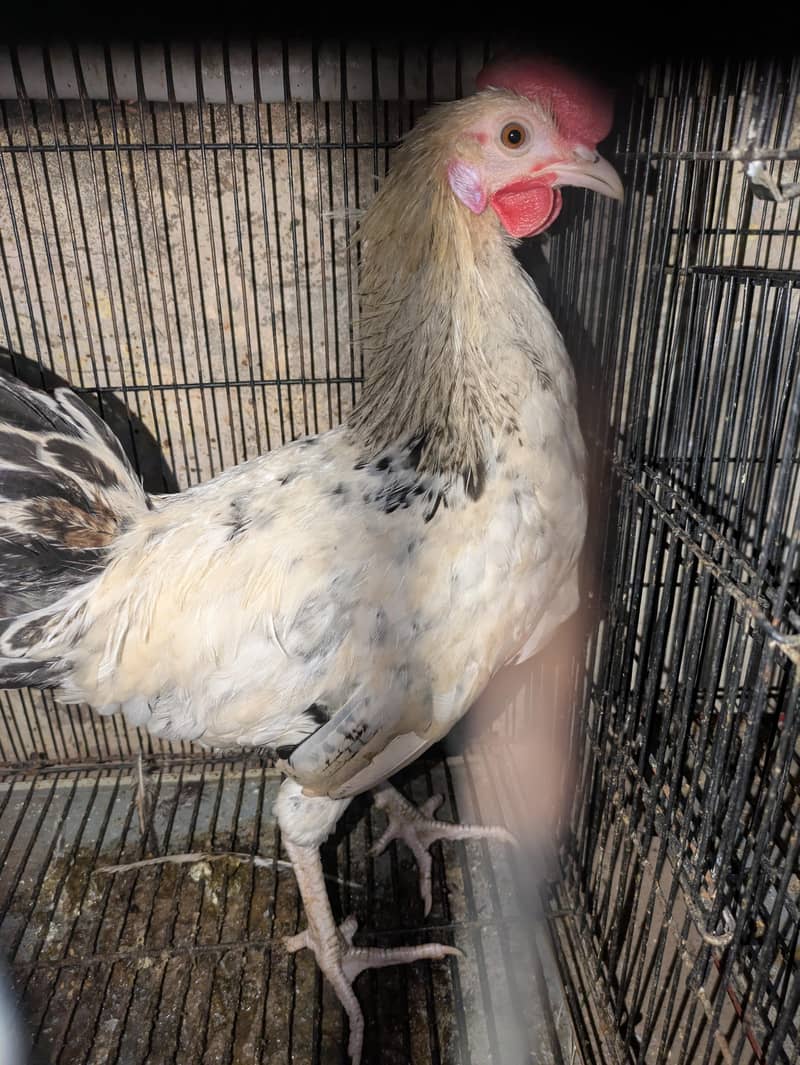 HENS MISRI 2