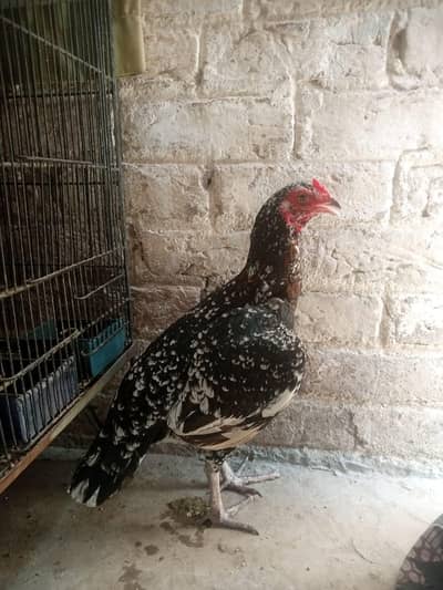 out class female