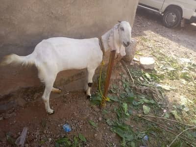 bakri / burberry teedy bakri / beetal bakri / white goat