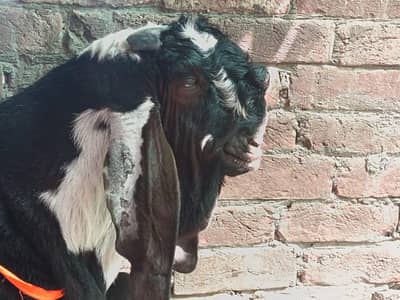 Beetal Bakra
