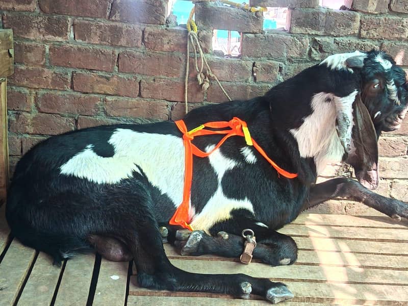 Beetal Bakra 1