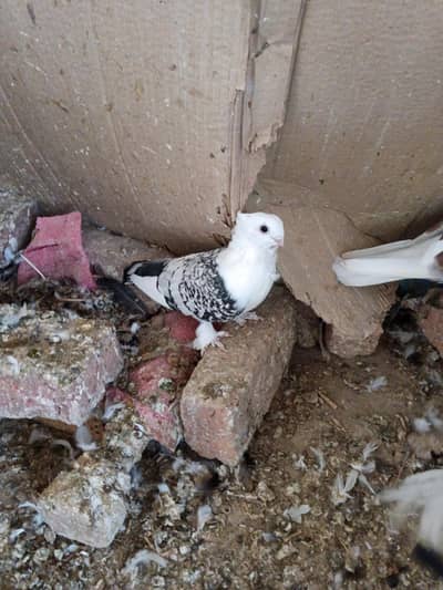 sentient young male. and some other funcy pigeon