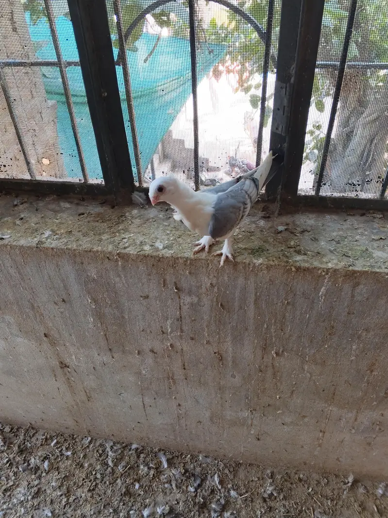 aseel patha. . . . sentient young male. and some other funcy pigeon — photo 3