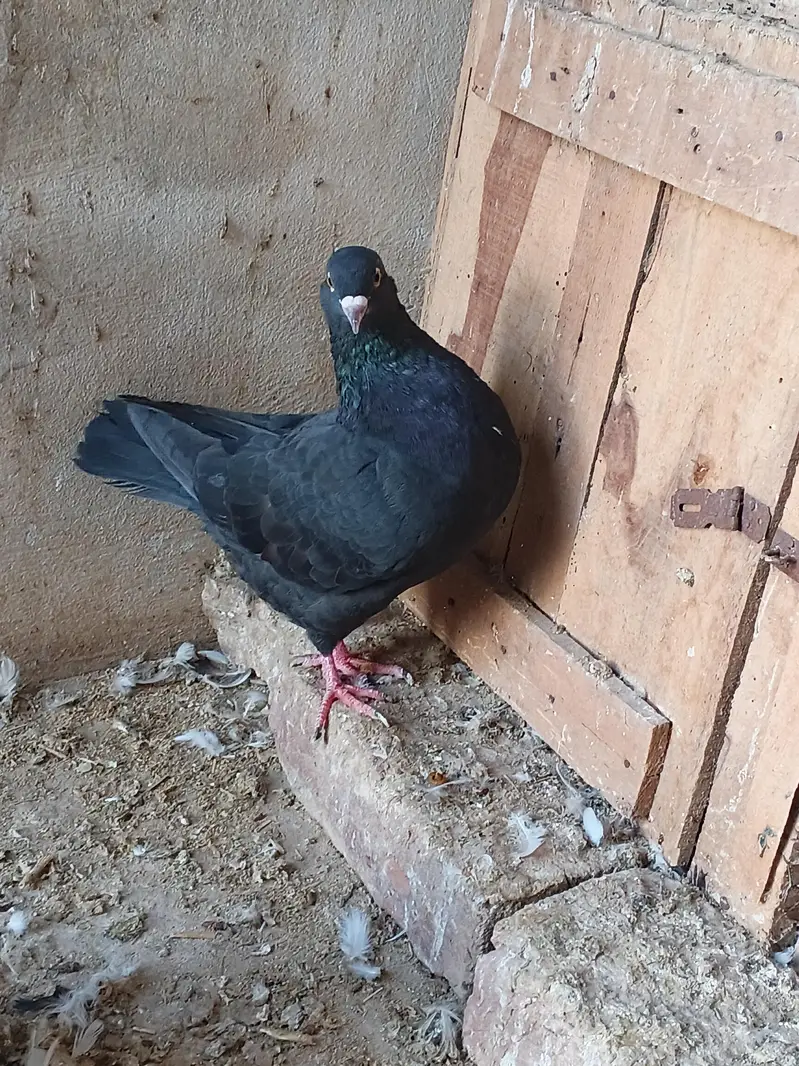 aseel patha. . . . sentient young male. and some other funcy pigeon — photo 4