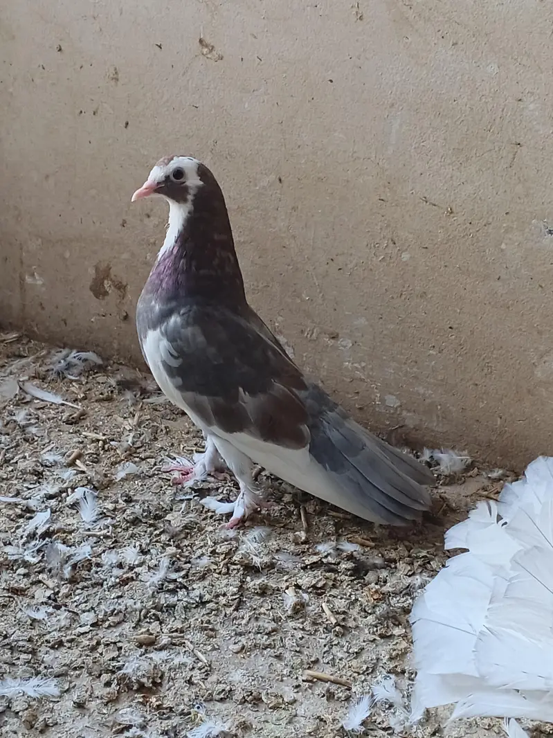 aseel patha. . . . sentient young male. and some other funcy pigeon — photo 5
