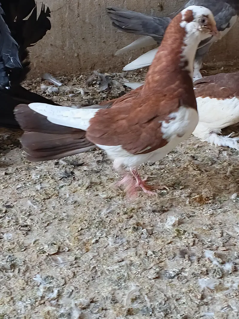 aseel patha. . . . sentient young male. and some other funcy pigeon — photo 6