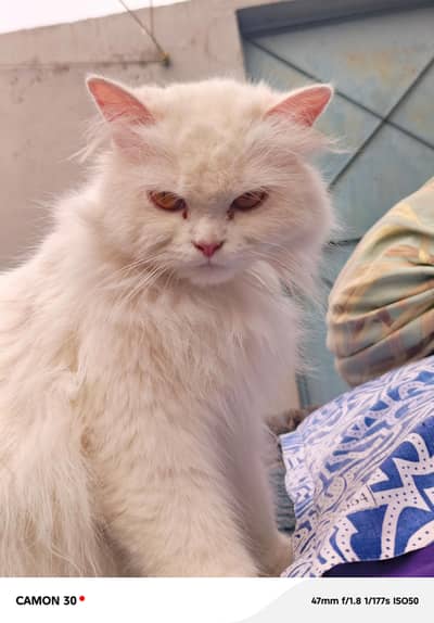 white persian cat |triple coat|green eyes|vaccinated