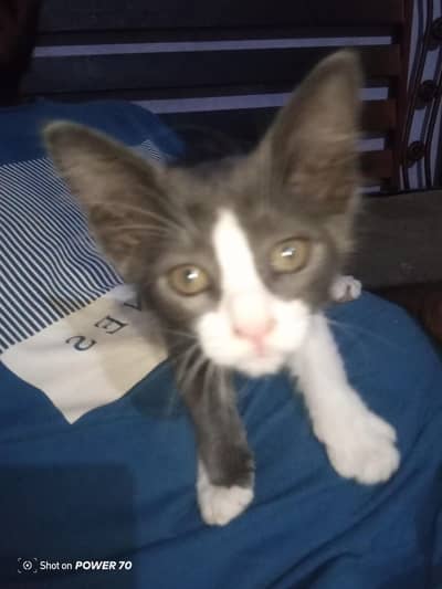 salam 2all cat for sale