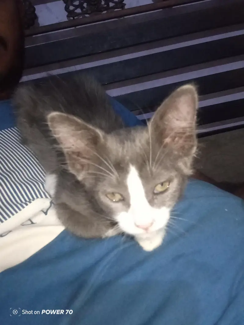salam 2all cat for sale — photo 2