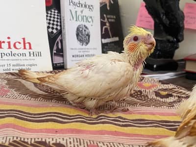 Home breed cocktail red eyes parents available