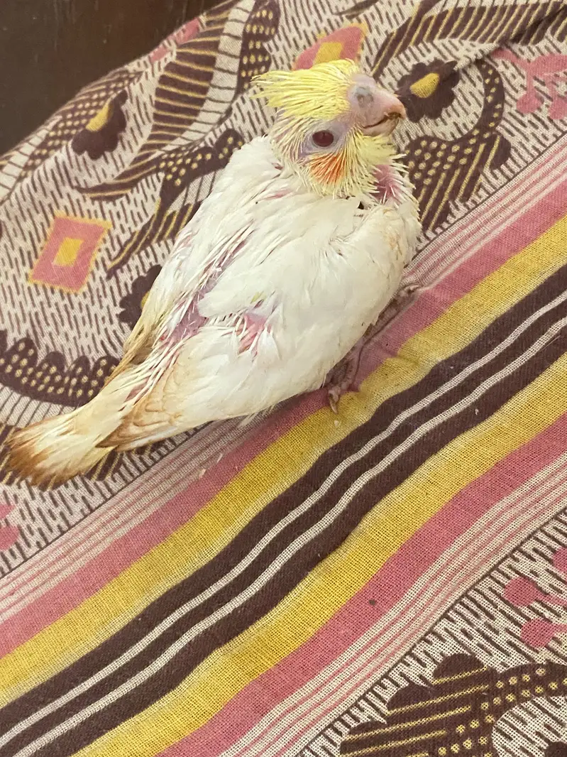 Home breed cocktail red eyes parents available — photo 4