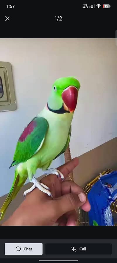 Taking Raw Parrot for sale