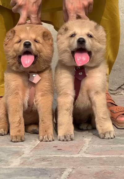 Afghan Kuchi / security Dog / Afghan Kochi / 2 months Pair |