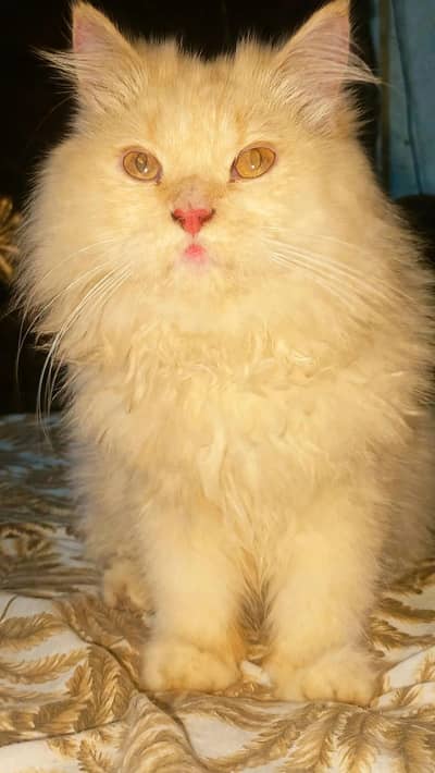 Healthy Big Cat for Sale -  (Very Friendly)