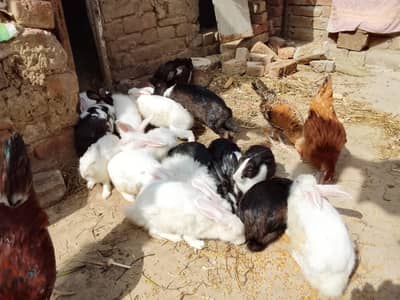 male and female rabbit or and red eyes  for sale