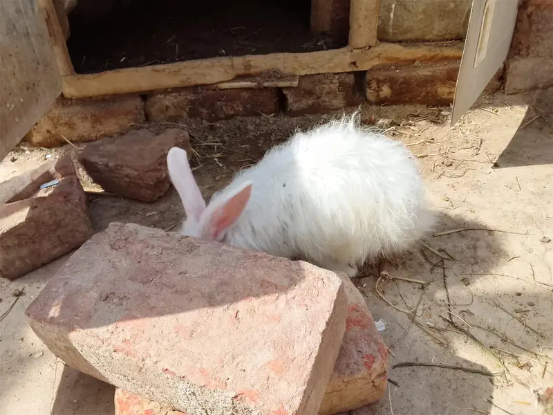 male and female rabbit or and red eyes  for sale — photo 2