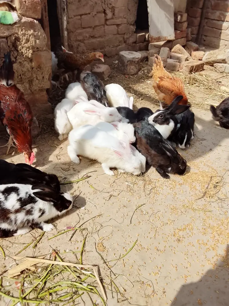 male and female rabbit or and red eyes  for sale — photo 3