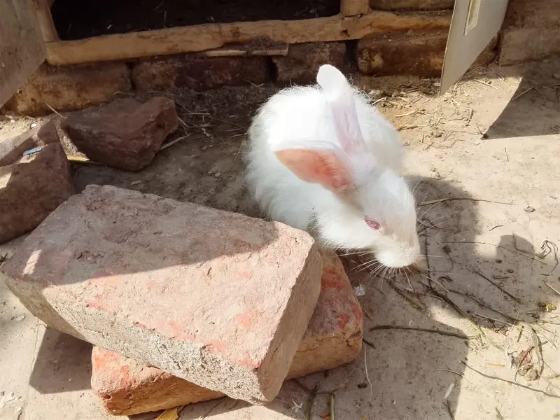 male and female rabbit or and red eyes  for sale — photo 4