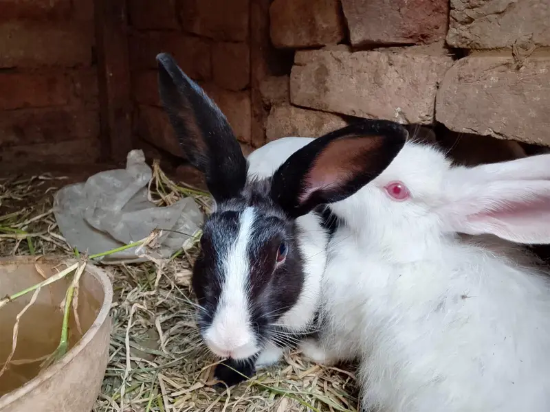 male and female rabbit or and red eyes  for sale — photo 5