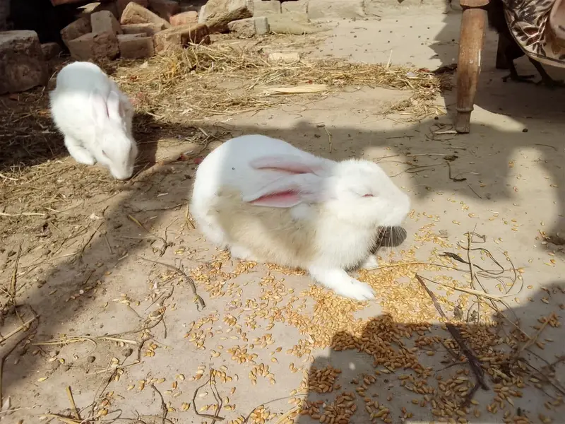 male and female rabbit or and red eyes  for sale — photo 7