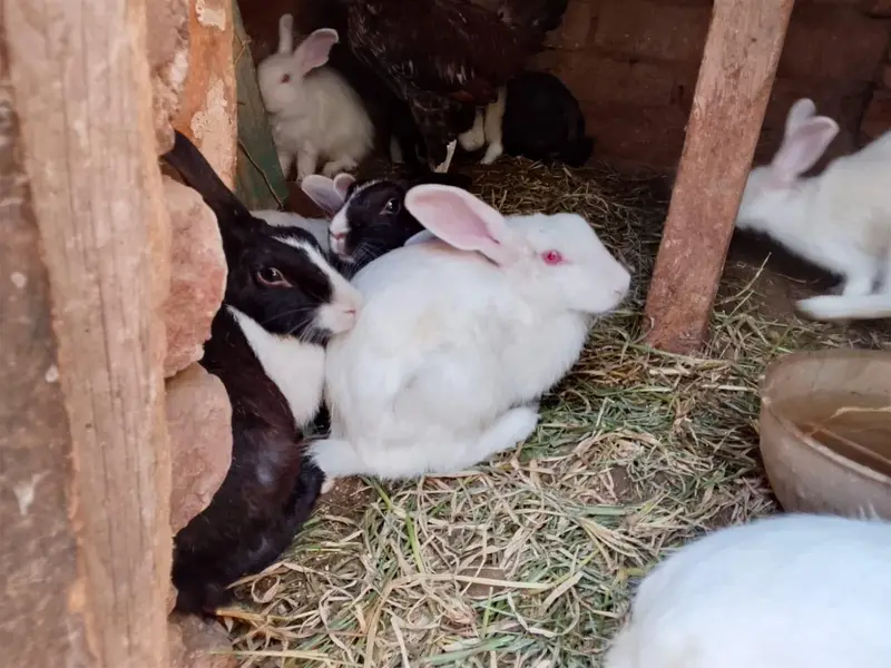 male and female rabbit or and red eyes  for sale — photo 8