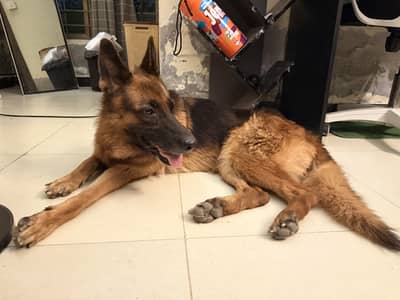 German shepherd