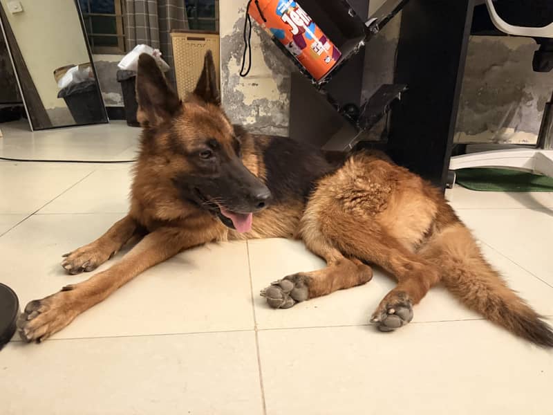 German shepherd 0