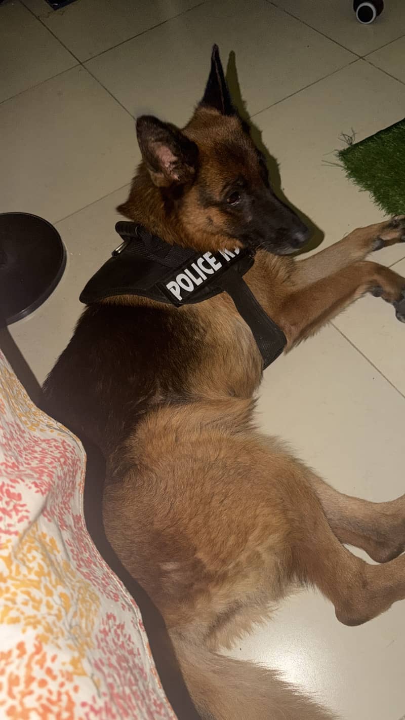 German shepherd 1