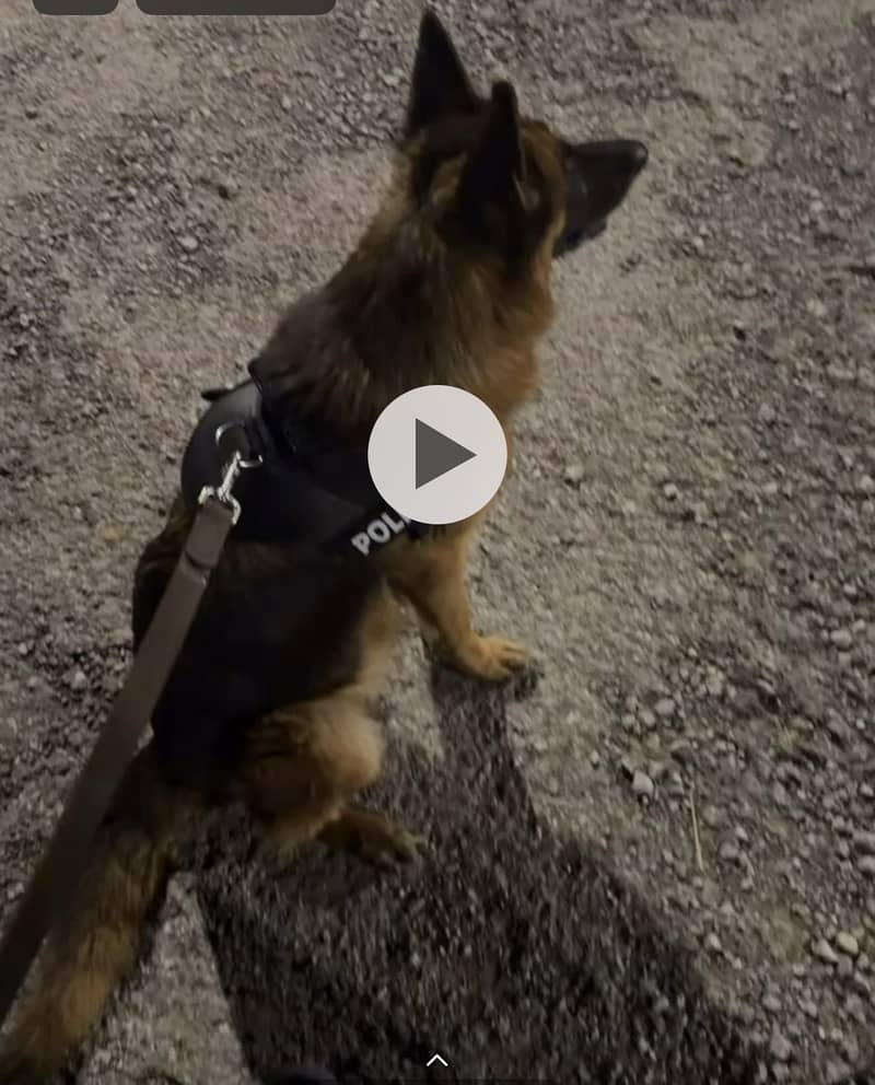 German shepherd 2