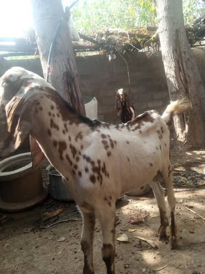 3 Male Goats for Sale
