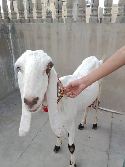 Faislabadi Bakriya