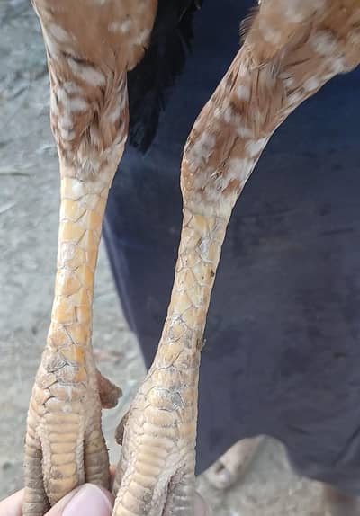 aseel female