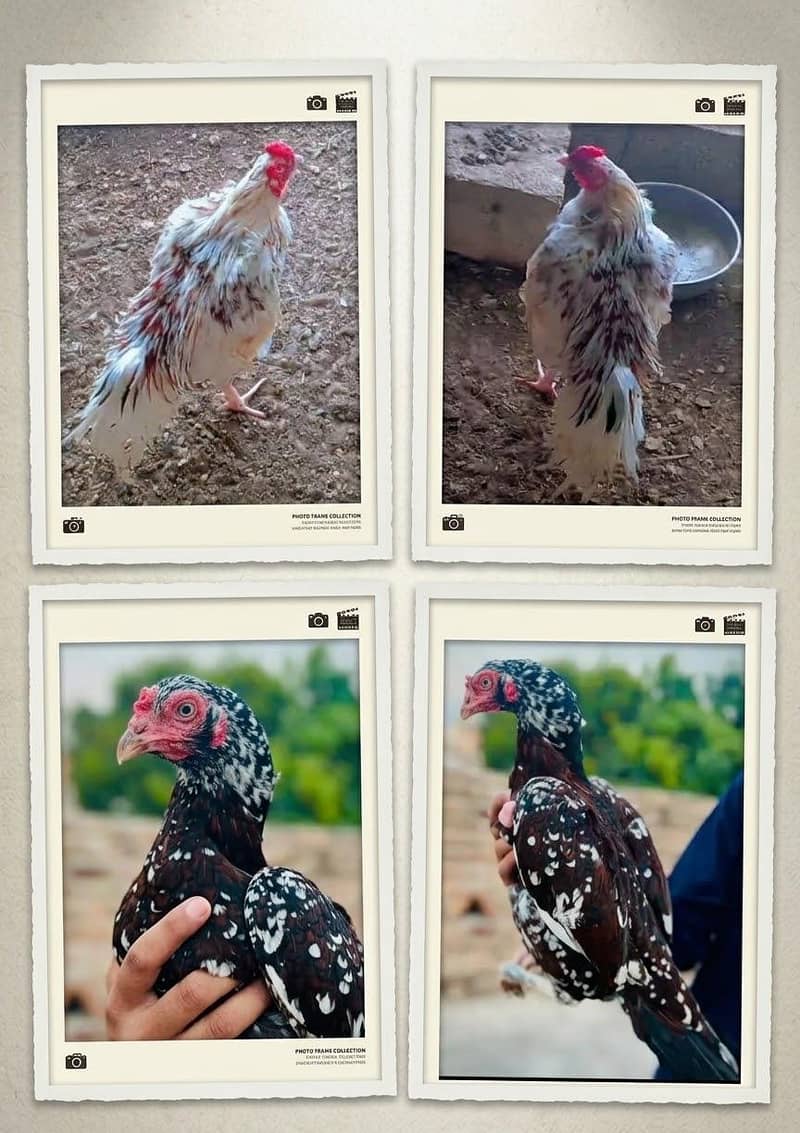 aseel chicks 0