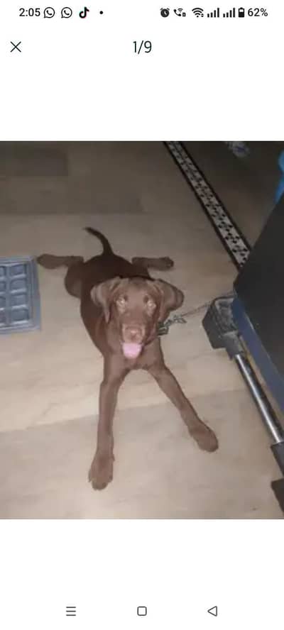 Chocolate labrador 3 months old vaccinated female