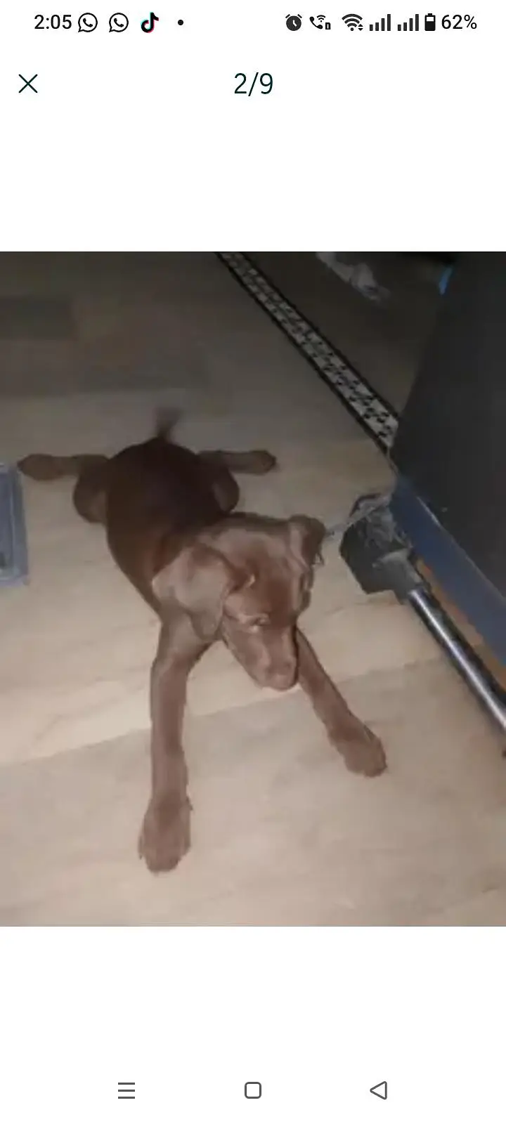 Chocolate labrador 3 months old vaccinated female — photo 2