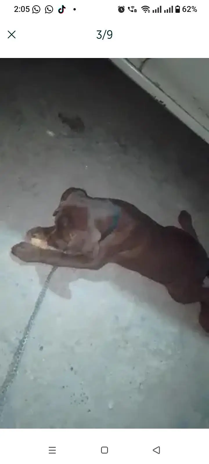Chocolate labrador 3 months old vaccinated female — photo 3