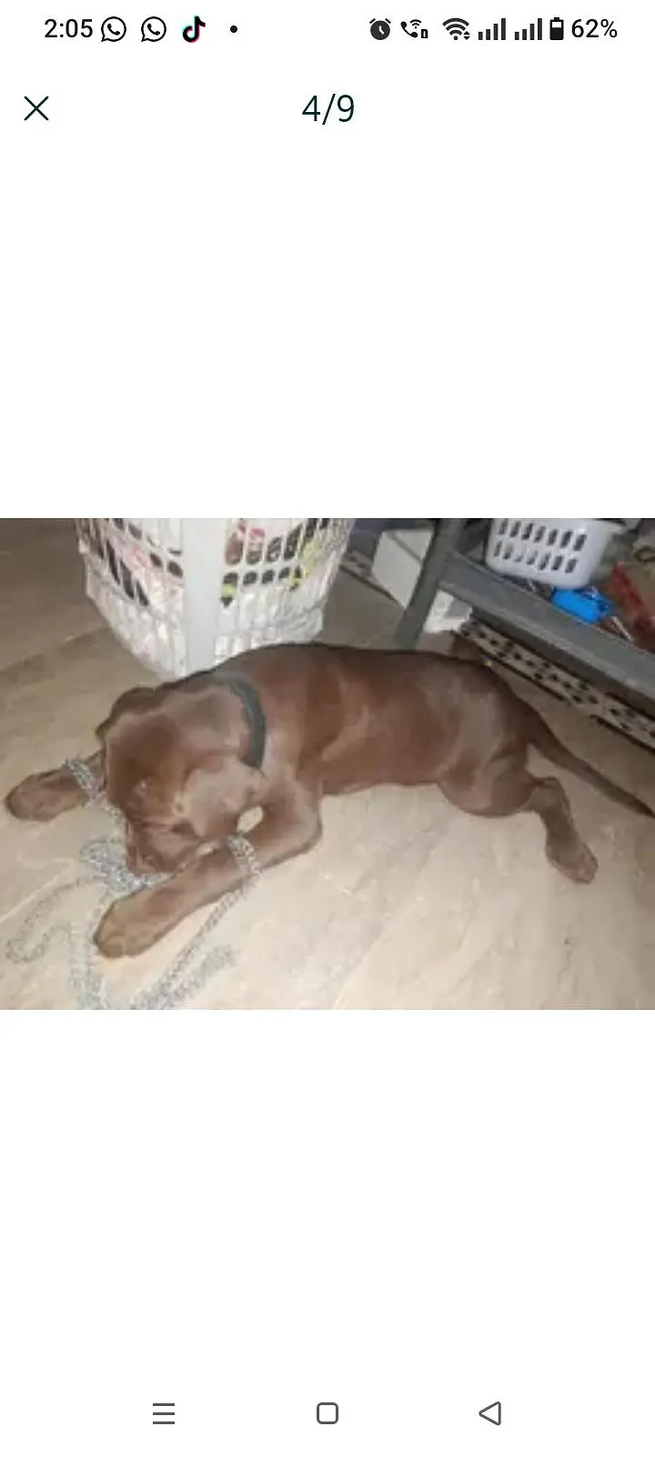Chocolate labrador 3 months old vaccinated female — photo 4