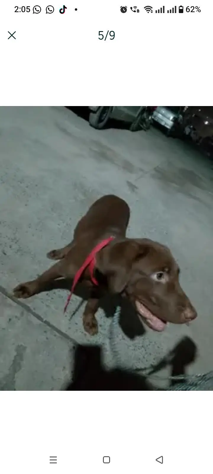 Chocolate labrador 3 months old vaccinated female — photo 5