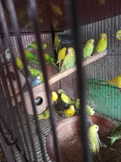 buggies breeder pair available 100 percent confirm