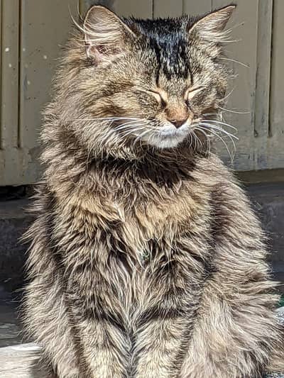 It's a Persian cat groomed and very beautiful