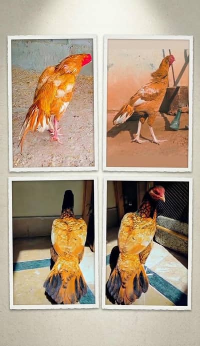 aseel chicks