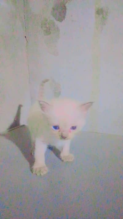 Blue eyes Himalayan kitten