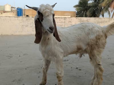 Bakra for sale