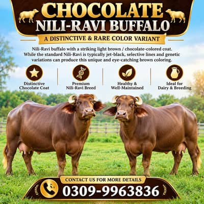 Nili-Ravi buffalo / light brown Coat / Brown-coated buffaloes For Sale