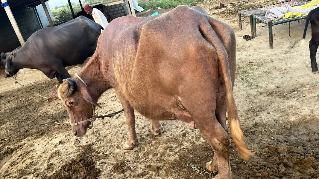 Nili-Ravi buffalo / light brown Coat / Brown-coated buffaloes For Sale — photo 2