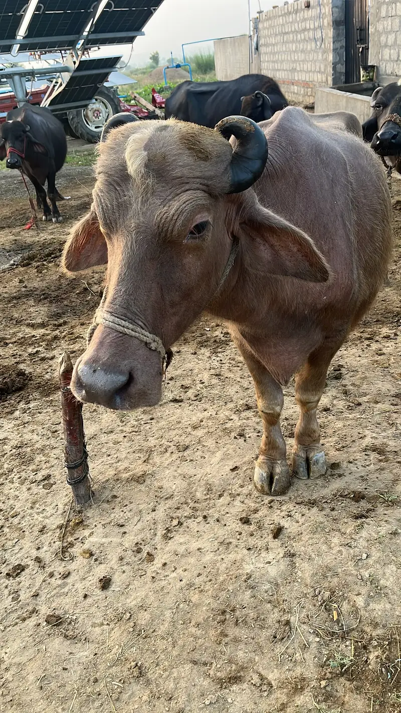 Nili-Ravi buffalo / light brown Coat / Brown-coated buffaloes For Sale — photo 3