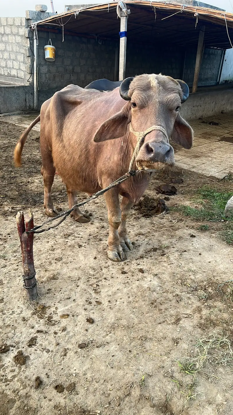 Nili-Ravi buffalo / light brown Coat / Brown-coated buffaloes For Sale — photo 4