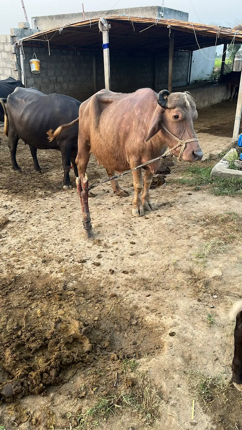 Nili-Ravi buffalo / light brown Coat / Brown-coated buffaloes For Sale — photo 6