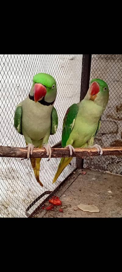 Kashmir Parrot – 2 Years Old | Talking pair